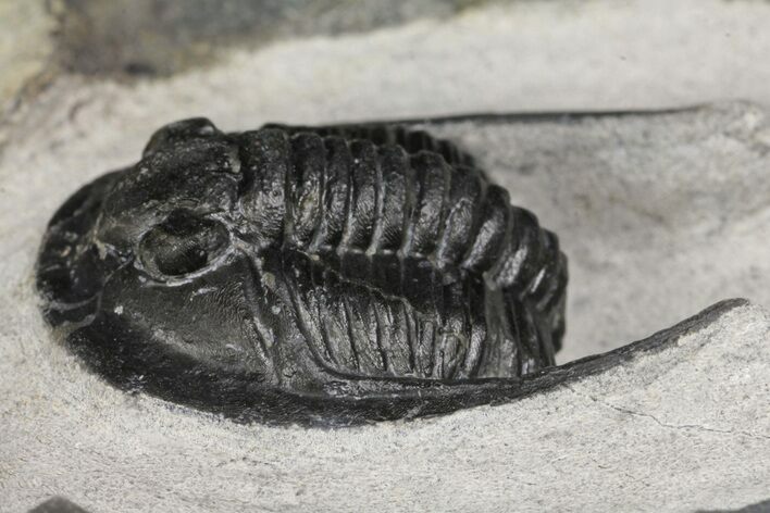 Cornuproetus Trilobite Fossil - Ofaten, Morocco #154808